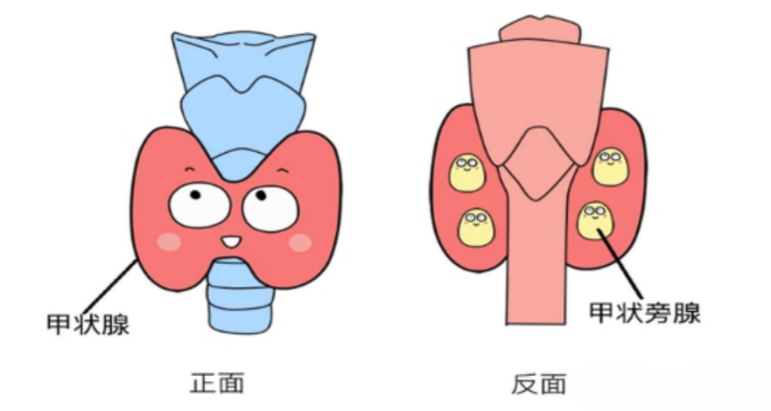 【人医科普】老人频繁脚抽筋,别一味补钙!顽固抽筋警惕甲状旁腺功能减退