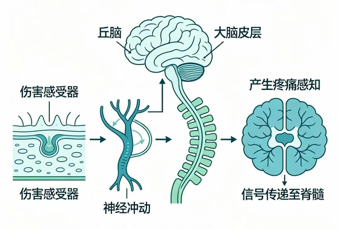 【科普】疼痛丨读懂身体的「警报」