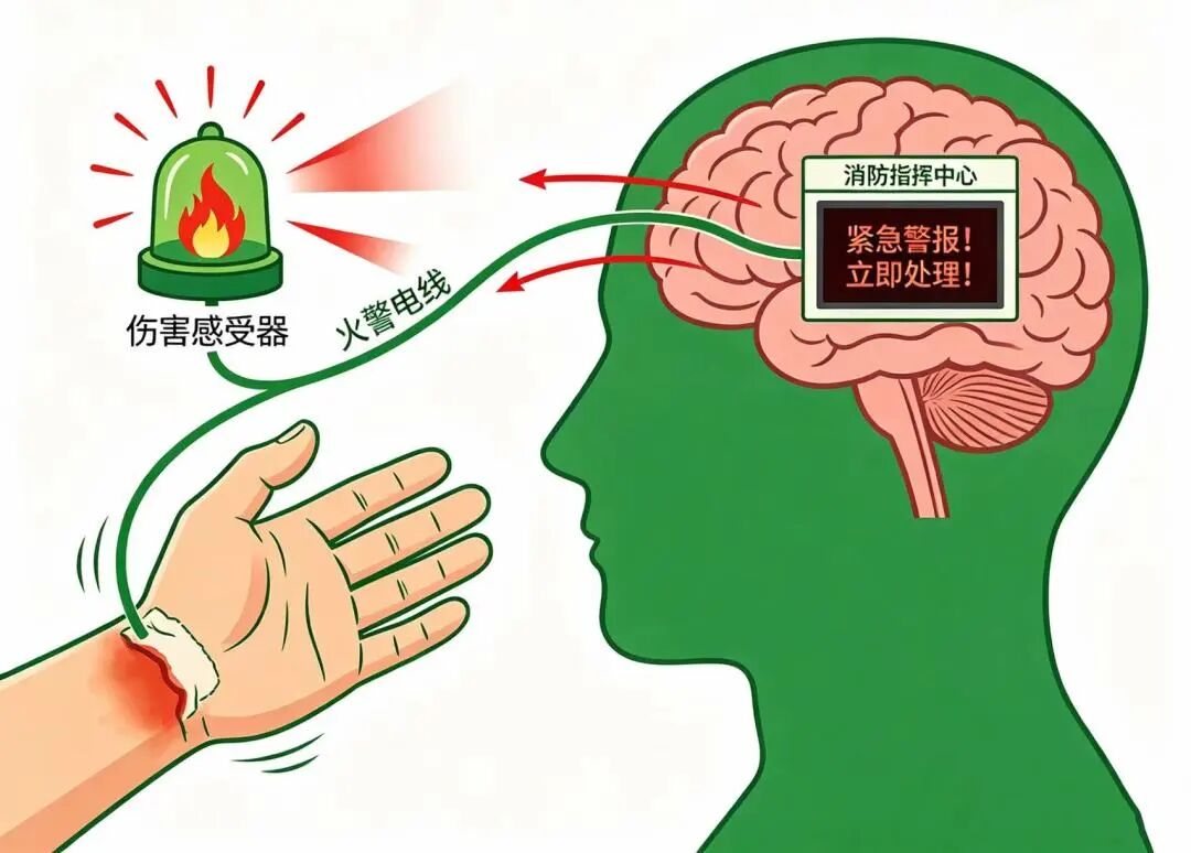 【科普】疼痛丨读懂身体的「警报」