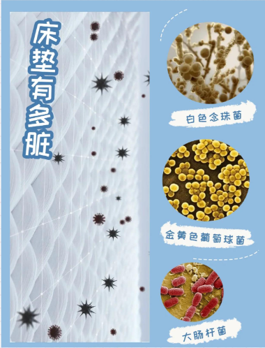 30 天不换床单?这些小东西陪你睡整晚🤣