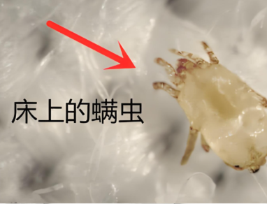30 天不换床单?这些小东西陪你睡整晚🤣