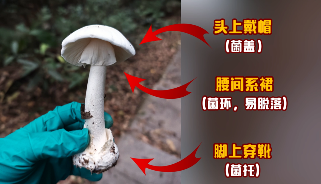近期大量上市!这口「鲜」吃不对,可中毒甚至要命