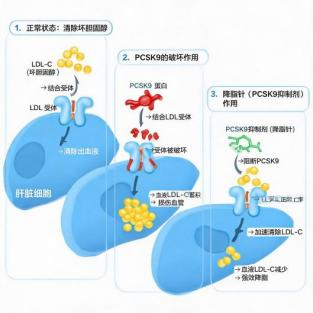 【二附院药师说】火爆全网的 「降脂针」，是降脂神药还是减肥神器？