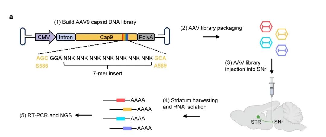 深圳市妇幼保健院麻醉科在国际顶级综合性期刊 Advanced Science 发表最新研究成果