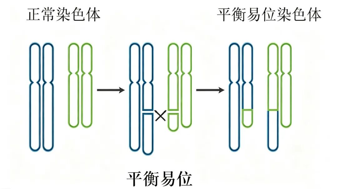 【协作组科普】反复流产?这份“错位”的爱,科学帮你摆正