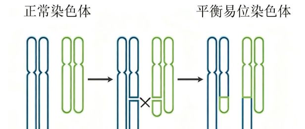 【协作组科普】反复流产？这份“错位”的爱，科学帮你摆正