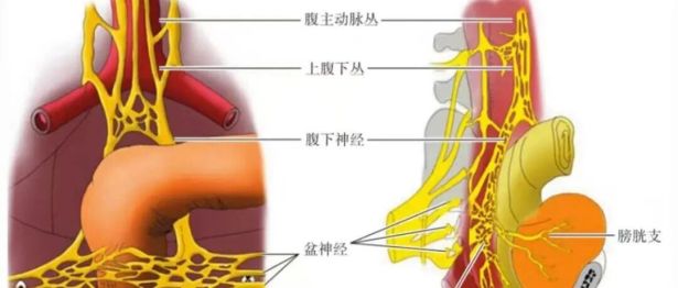 毫米精微解剖，守护盆腔神经功能｜FTME功能性直肠根治术斩获淮安市一院2026年重大实用领先技术二等奖