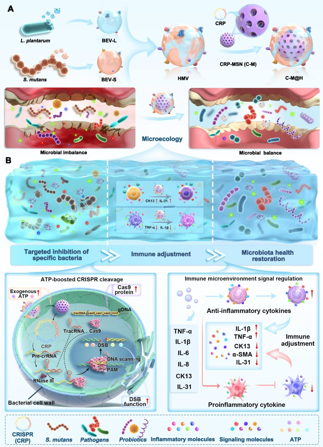 Sci Adv：四川大学杨佼佼/李继遥团队构建能量增强 CRISPR 囊泡平台，精准修复口腔菌群稳态 - 文献解读 - 丁香通