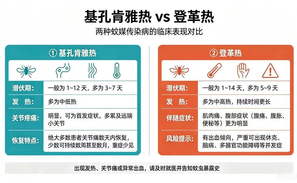 【暑期出游】警惕伊蚊叮咬!一文读懂登革热、基孔肯雅热防控要点