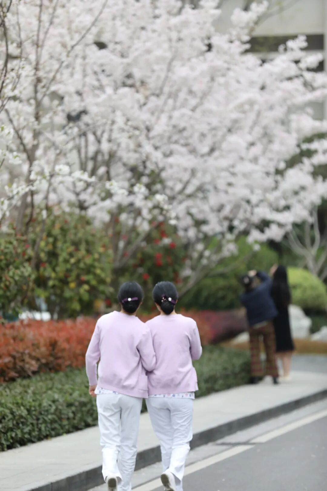 美翻了!地铁直达+236个新车位+樱花公园…浙大四院的夏天,太太太治愈了!🥰