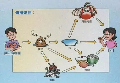 霍乱不是“普通拉肚子”!一文读懂高发季防控要点