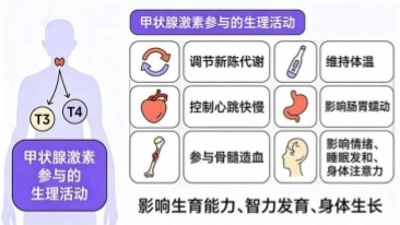 告别焦虑,护好脖子上的“生命蝴蝶”