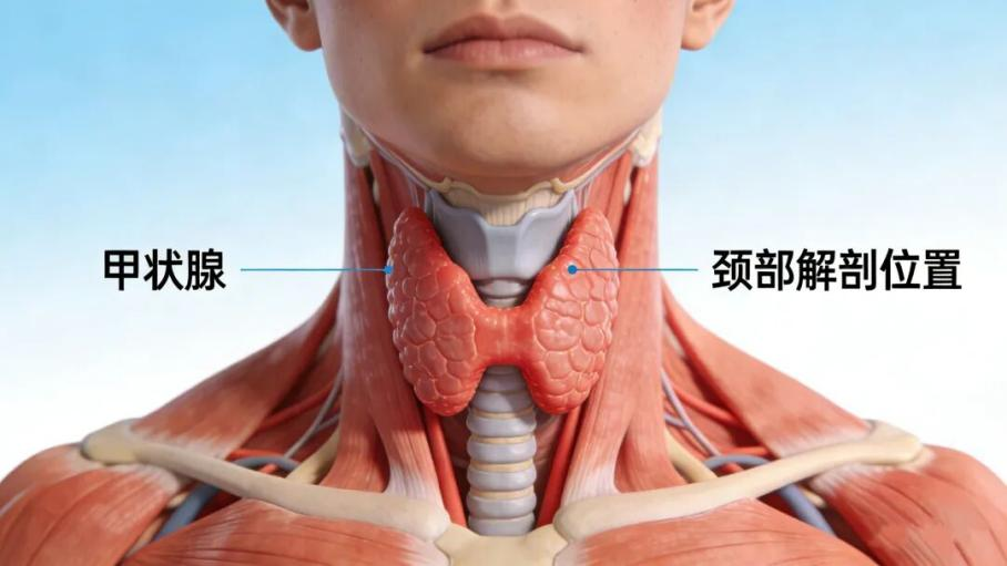 告别焦虑,护好脖子上的“生命蝴蝶”