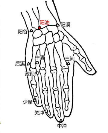 丨跟我学腧穴丨关冲穴、液门穴、中渚穴、阳池穴