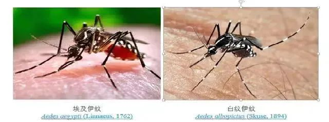 强降雨过后不止蚊子多!趟水、泡湿食物、居家环境都藏着健康隐患