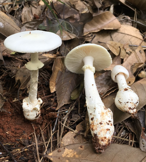 成都人“打野”捡菌子火了！但捡回来的这些菌子，吃错真的会要命