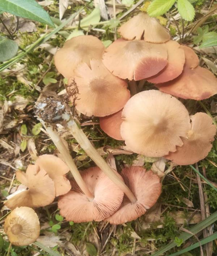 成都人“打野”捡菌子火了！但捡回来的这些菌子，吃错真的会要命