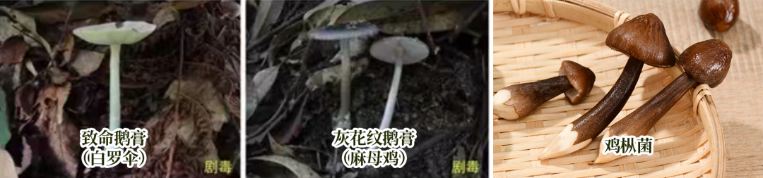 成都人“打野”捡菌子火了！但捡回来的这些菌子，吃错真的会要命