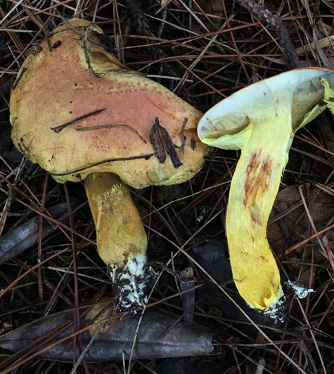 成都人“打野”捡菌子火了！但捡回来的这些菌子，吃错真的会要命