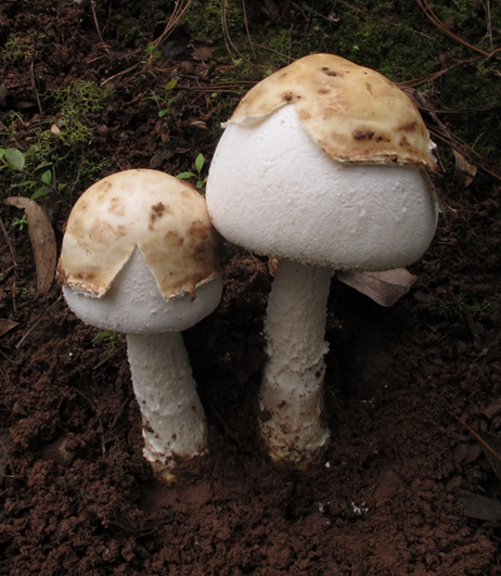 成都人“打野”捡菌子火了！但捡回来的这些菌子，吃错真的会要命