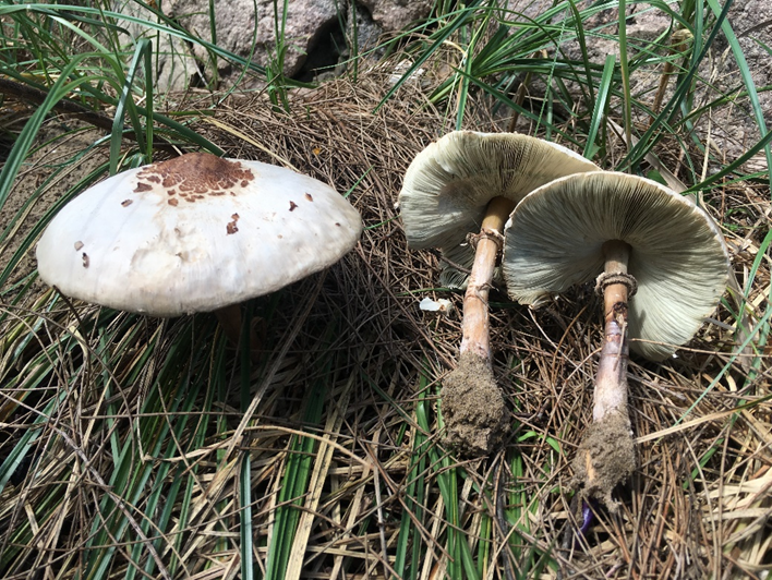 成都人“打野”捡菌子火了！但捡回来的这些菌子，吃错真的会要命