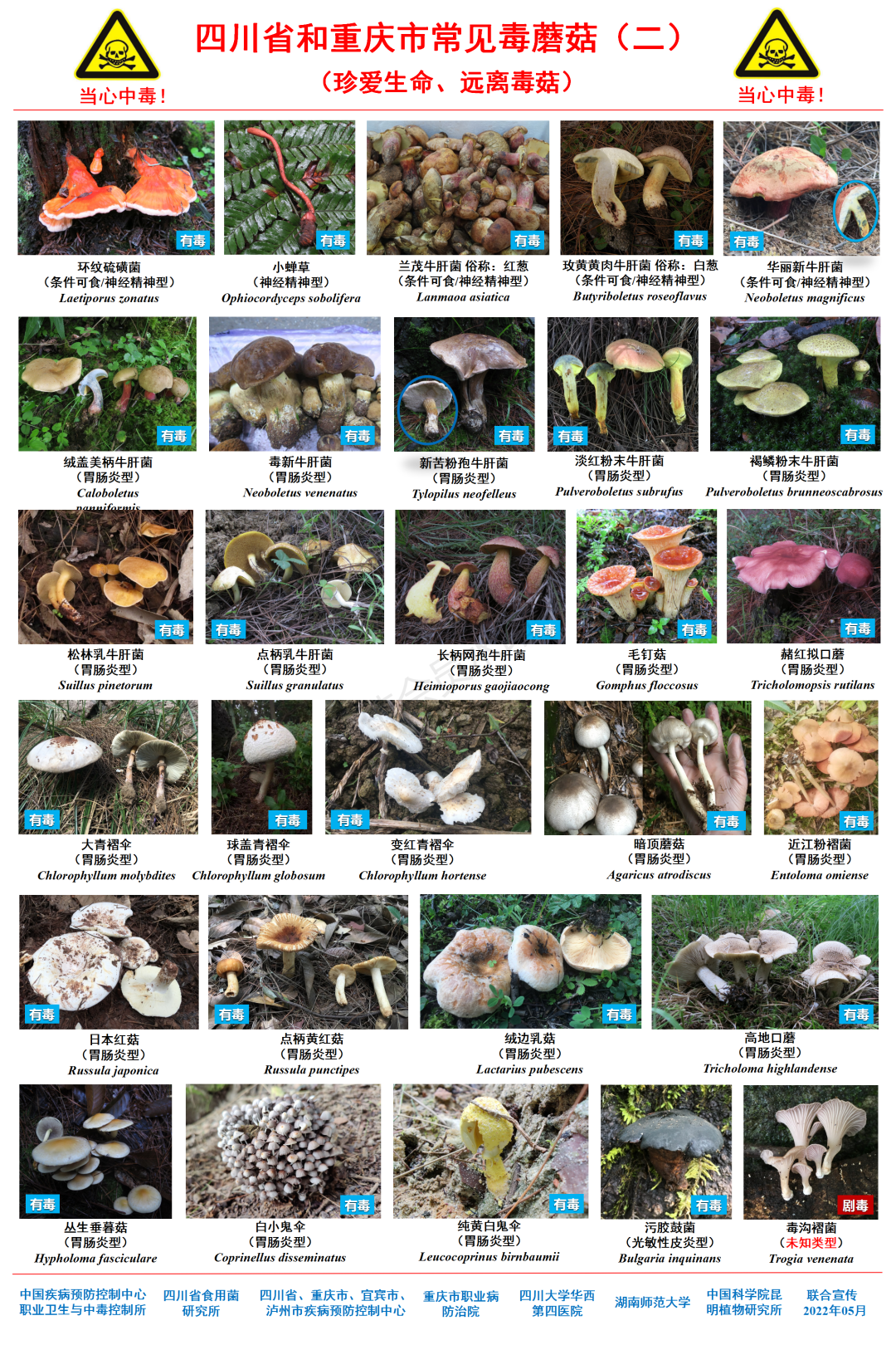 成都人“打野”捡菌子火了！但捡回来的这些菌子，吃错真的会要命
