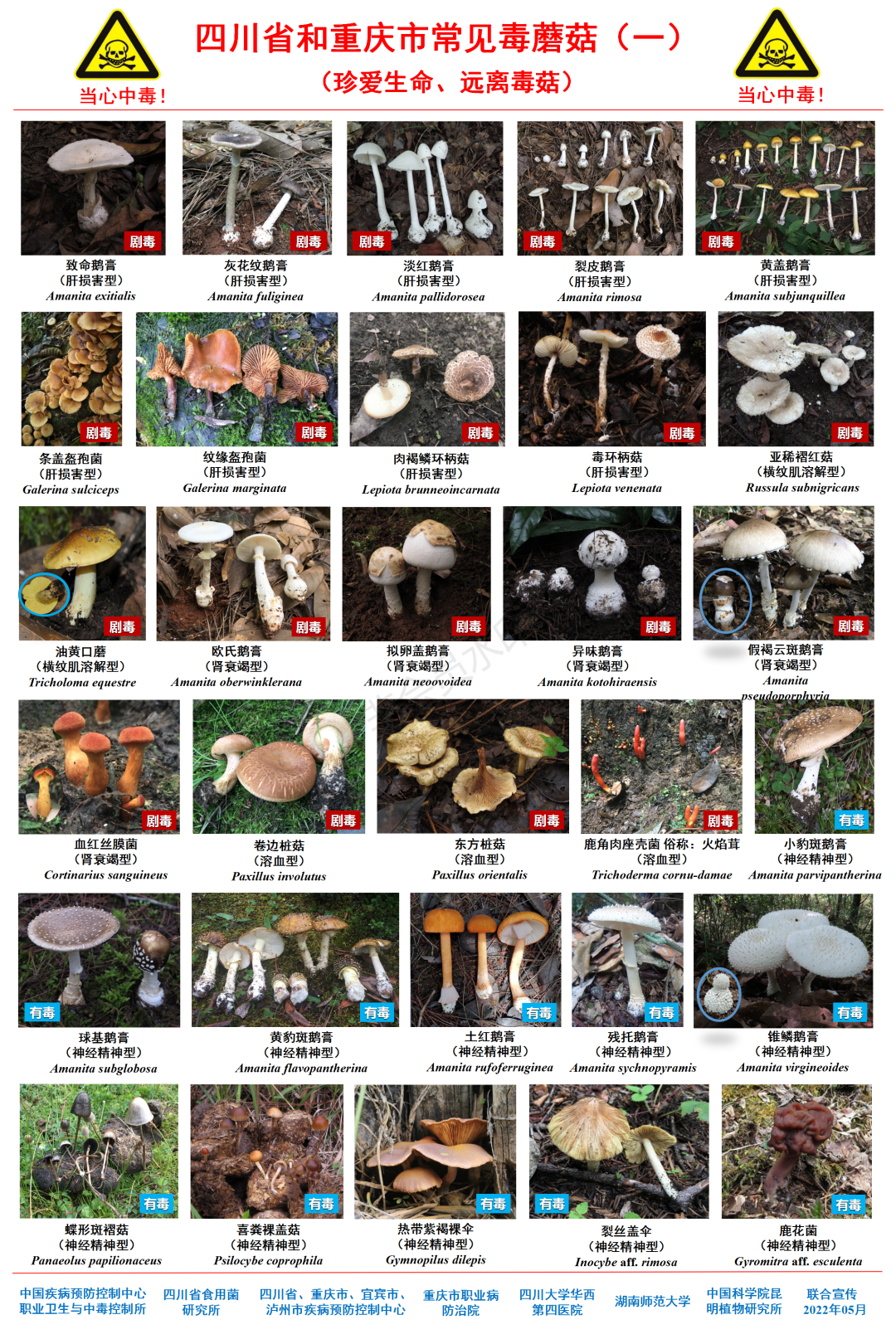 成都人“打野”捡菌子火了！但捡回来的这些菌子，吃错真的会要命