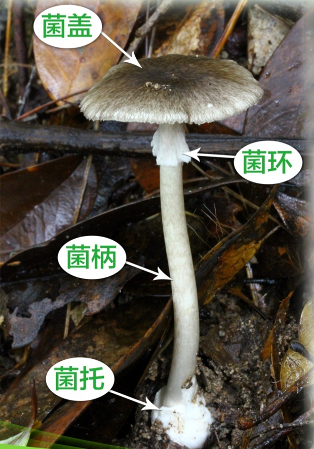 成都人“打野”捡菌子火了！但捡回来的这些菌子，吃错真的会要命