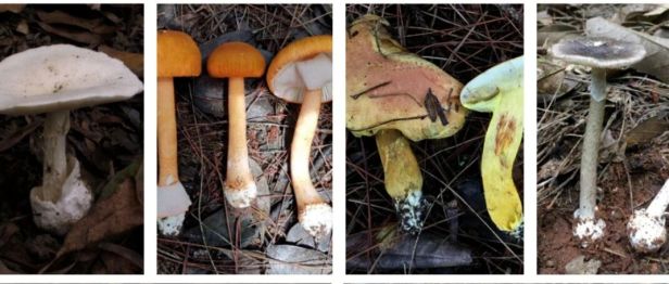 成都人“打野”捡菌子火了！但捡回来的这些菌子，吃错真的会要命