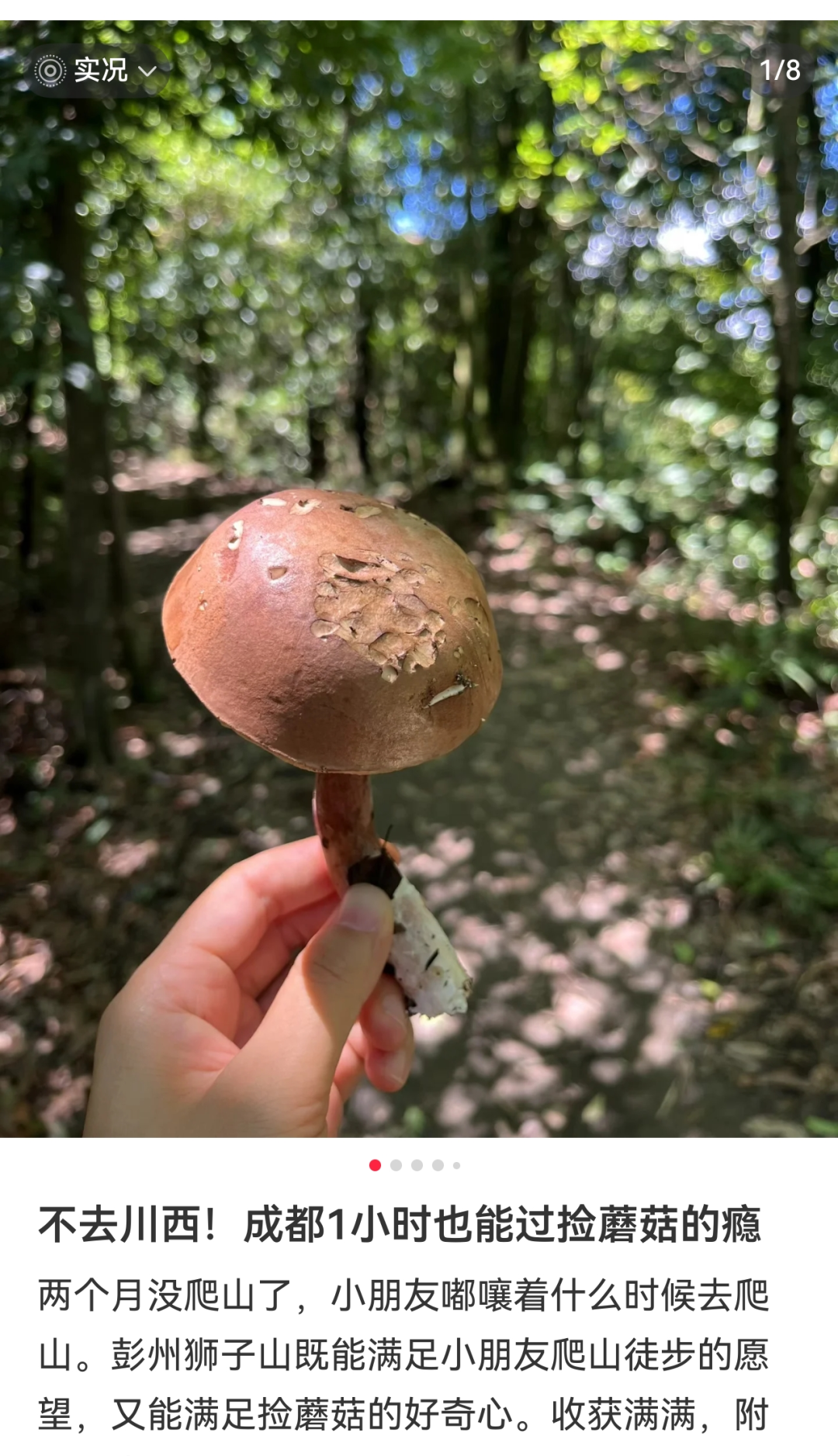 成都人“打野”捡菌子火了！但捡回来的这些菌子，吃错真的会要命