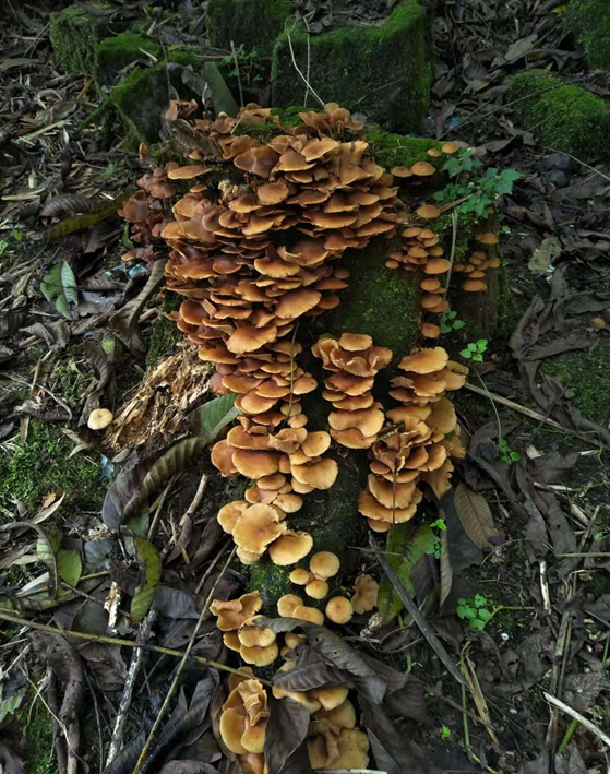 成都人“打野”捡菌子火了！但捡回来的这些菌子，吃错真的会要命