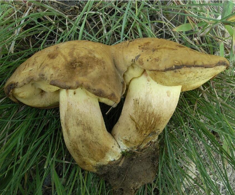 成都人“打野”捡菌子火了！但捡回来的这些菌子，吃错真的会要命