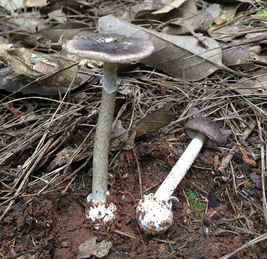 成都人“打野”捡菌子火了！但捡回来的这些菌子，吃错真的会要命