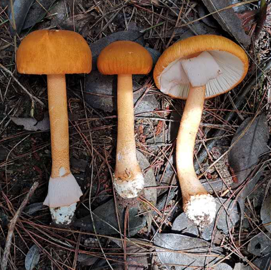 成都人“打野”捡菌子火了！但捡回来的这些菌子，吃错真的会要命