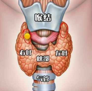 甲状腺：如何科学守护我们颈部代谢“小蝴蝶”！