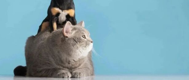 猫藓会传染人吗？这份“防喵指南”请收好