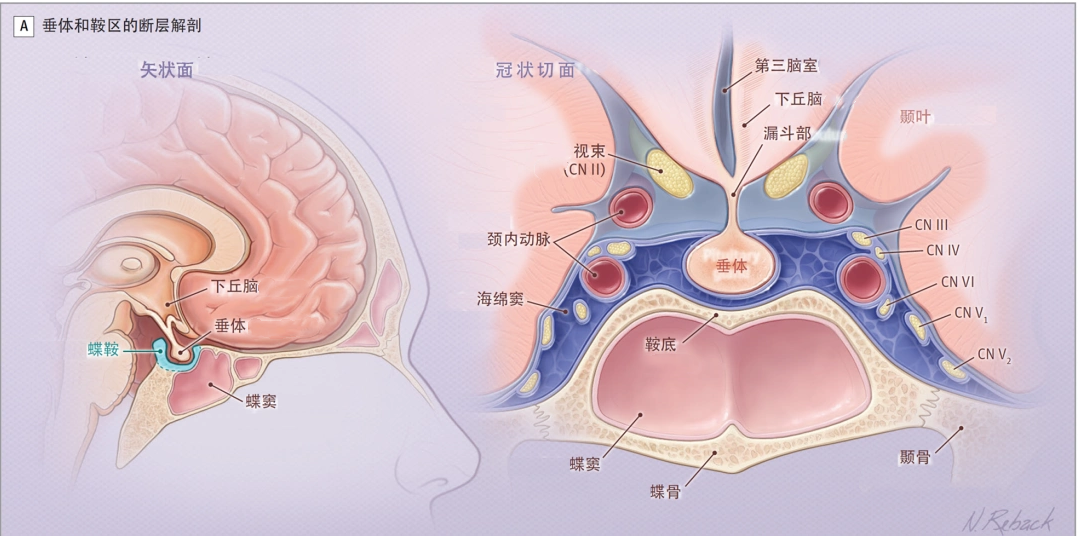人脸识别都认不出自己?垂体瘤如何悄悄改变她的容貌