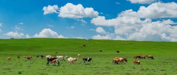 草原玩了一圈，回来烧到40℃，医生一句话问破防：接触过牛羊吗？