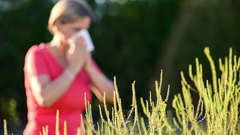 认清秋季过敏“头号元凶”,安稳度过秋季花粉季