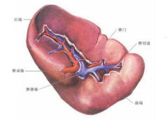 摔了一跤回家躺了3小时,妻子硬把他拽进医院,一查腹腔积血3500毫升!