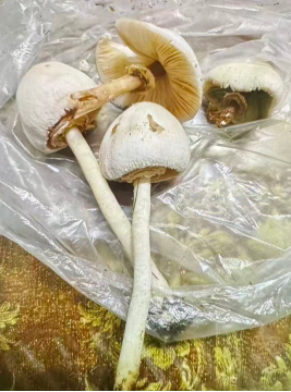 台风季节路边的“美味”你不要采!