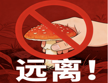 台风季节路边的“美味”你不要采!