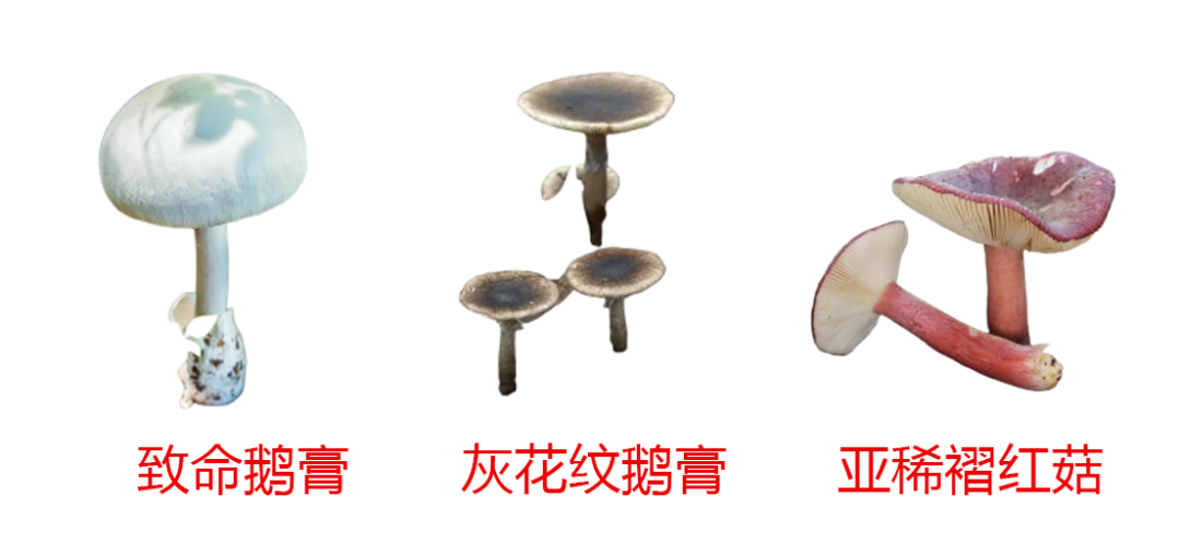 台风季节路边的“美味”你不要采!