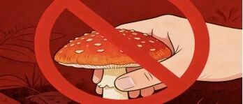 台风季节路边的“美味”你不要采！