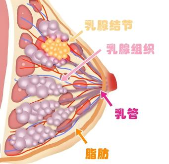 【人医科普】内分泌甲乳讲堂——查出乳腺结节莫慌张,科学养护避误区