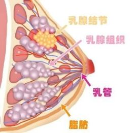 【人医科普】内分泌甲乳讲堂——查出乳腺结节莫慌张，科学养护避误区