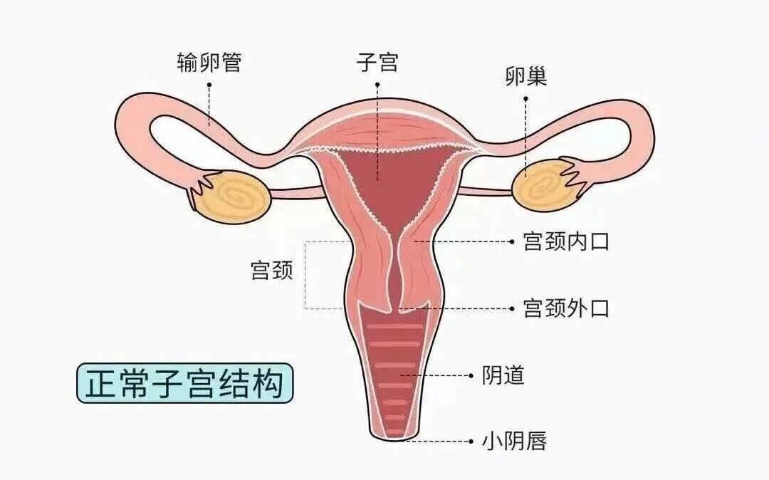 儿童健康科普:儿童体检提示始基状态子宫|家长别焦虑,看懂再应对