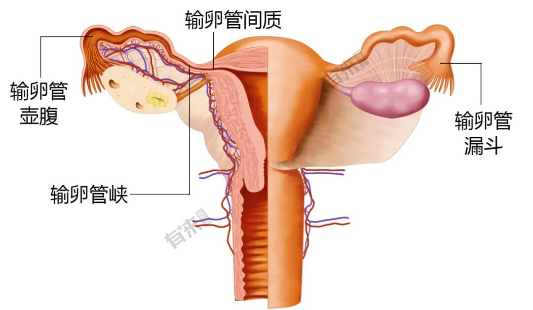 失血2500ml!游客突发致命急症