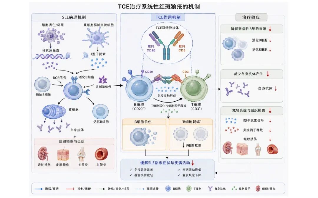 TCE治疗实现新突破！广西医科大一附院完成广西首例难治性系统性红斑狼疮TCE治疗
