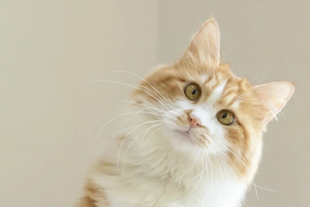 女子逗流浪猫感染弓形虫险失明冲上热搜,养猫家庭怎么办?
